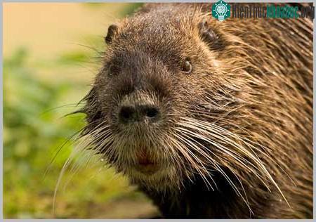 Hải ly Nam Mỹ - Myocastor coypus