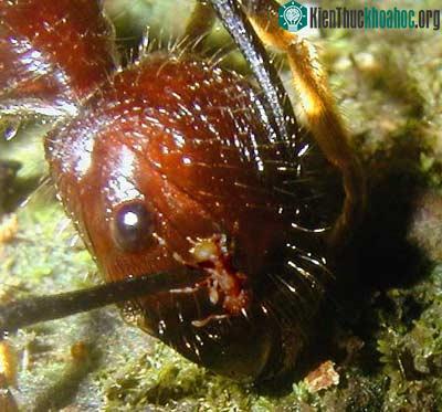 Kiến lửa nhỏ - Wasmannia auropunctata