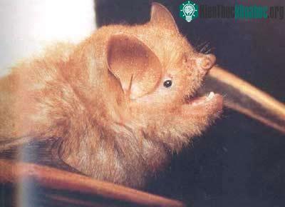 Dơi mũi ống cánh lông - Harpiocephalus-harpia