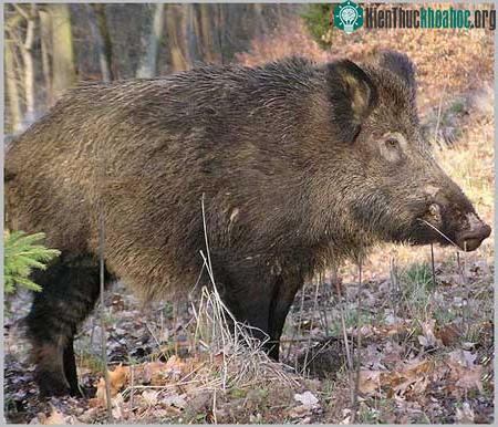 Lợn hoang Sus scrofa