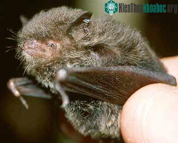 Dơi tai chân nhỏ - Myotis Muricola