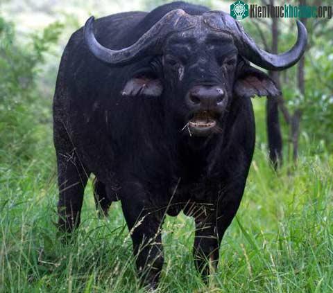 Trâu đất - Cape Buffalo