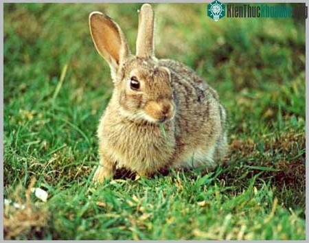 Thỏ Oryctolagus cuniculus