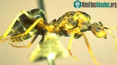 Kiến điên (kiến vàng điên) - Anoplolepis gracilipes