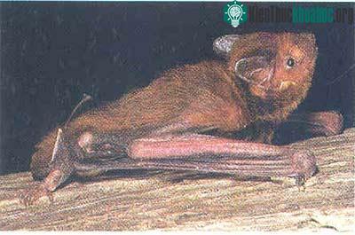 Dơi muỗi sọ nhỏ - Pipistrelles Paterculus