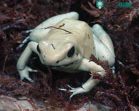 Poison Dart Frog