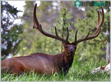 Cervus elaphus