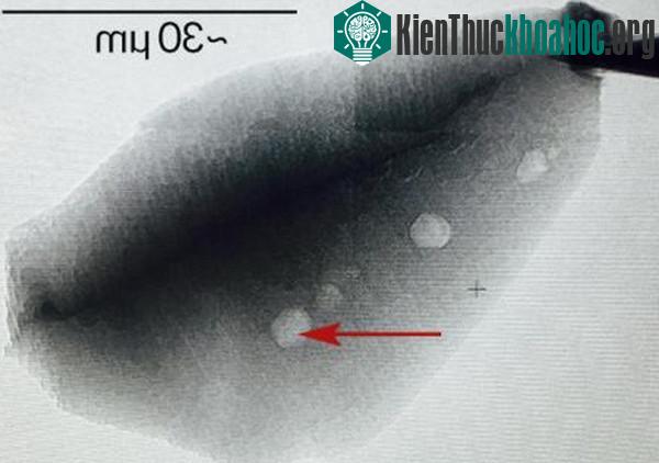 Mảnh tinh thể zircon cho thấy sự sống đã tồn tại trên Trái Đất từ cách đây 4,1 tỷ năm. (Nguồn: sci24h.com).