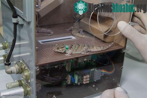 Tắc kè được giữ trong khoang riêng trên Foton M4 trước khi được đưa lên vũ trụ. (Ảnh: Roscosmos)