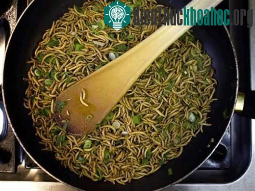 Sâu gạo chứa hơn 76% protein