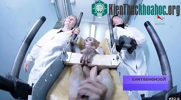 Những chú khỉ được kỳ vọng sẽ tự mình thực hiện được một chuỗi các nhiệm vụ được giao phó.