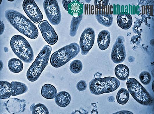 Vi khuẩn Salmonella