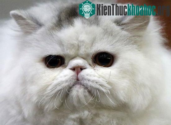 Giống mèo Ba Tư đuôi dài, mặt dẹt, được đặt tên theo tên cũ của Iran trước đây. (Ảnh: AP)