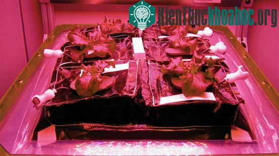 Hệ thống trồng rau Veggie của NASA - (Ảnh: ABC News)