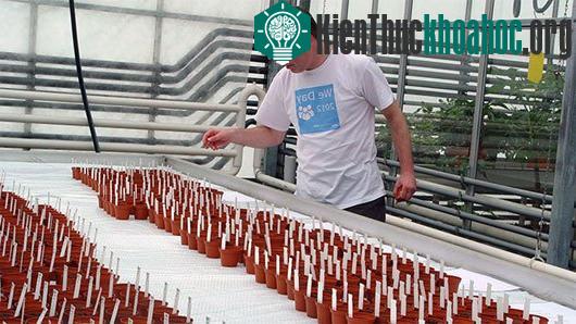 Tiến sĩ Wieger Wamelink đang sắp xếp các mẫu cây trồng trên đất tương tự như trên sao Hỏa và Mặt Trăng​