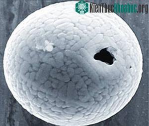 Bụi không gian được tìm thấy ở Nhật - Ảnh: Wired.