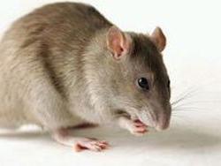 Gửi chuột và sên lên vũ trụ ảnh 0