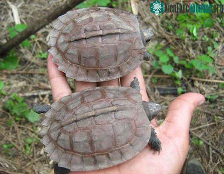 Lần đầu tiên phát hiện rùa rừng Arakan trong tự nhiên ảnh 0