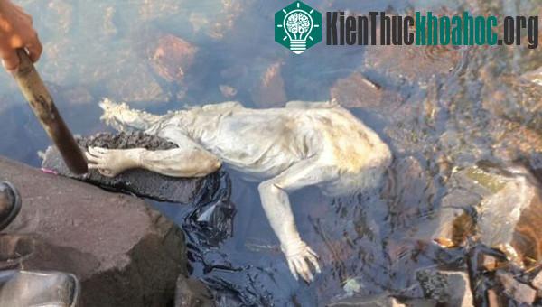 Quái vật bí ẩn trôi vào bờ sông Paraguay.