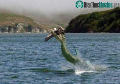 Con Plesiosauria chộp bắt một con chim. (Ảnh: signosaurus)