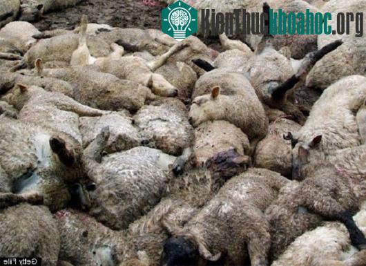 Động vật tự sát tập thể đến nay vẫn là 1 hiện tượng bí ẩn với khoa học