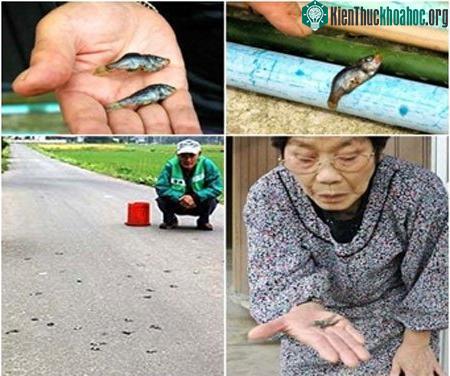 Mưa cá là một hiện tượng bí ẩn chưa có lời giải thích thật sự thỏa đáng. (Ảnh minh họa)