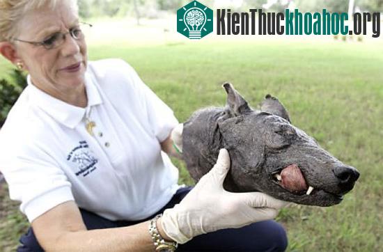 Đầu của một con vật mà người dân địa phương gọi là Chupacabra tại thành phố Cuero, bang Texas, Mỹ. (Ảnh: AP)