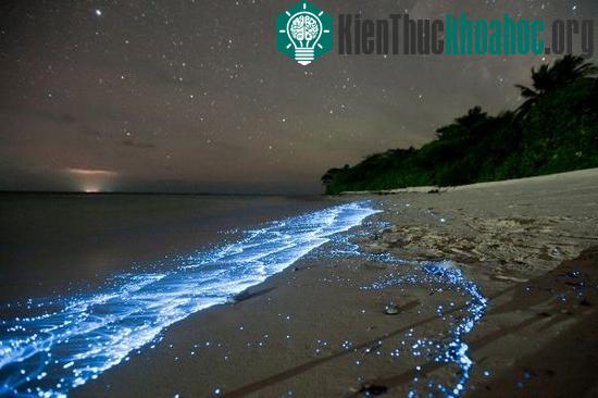 Hiện tượng phát quang sinh học bên trong những con sóng là do các thực vật phù du gây nên.