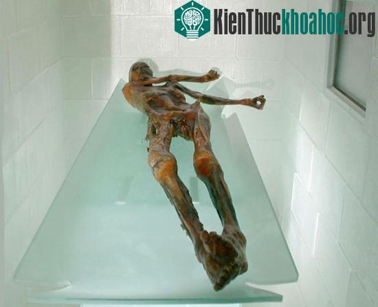 Người băng Ozti tại Bảo tàng khảo cổ học South Tyrol ở Bolzano (Ảnh: Museo Archeologico dell'Alto Adige)