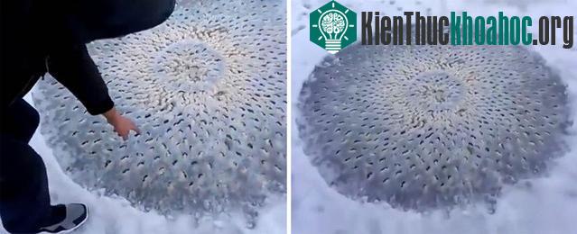Có người đã sờ vào hình tròn băng lạ thấy nó mong manh.