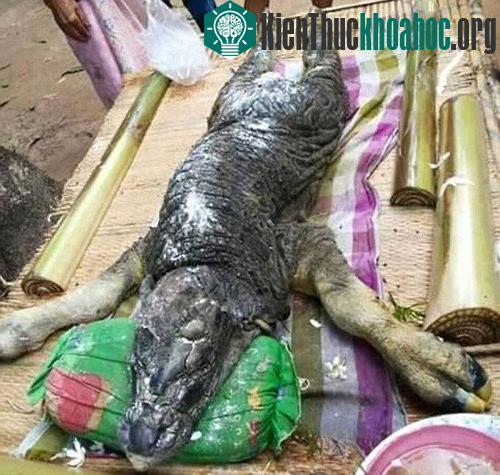 Con vật có thân hình của một con trâu nhưng phần đầu lại giống cá sấu.