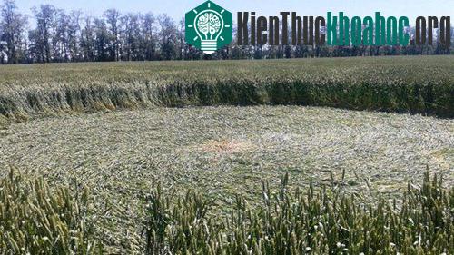 Những vòng tròn có hình dạng tròn hoàn hảo đến mức gây kinh ngạc.