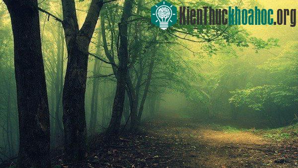 Bí ẩn khu rừng "Tam giác quỷ Bermuda" trên mặt đất