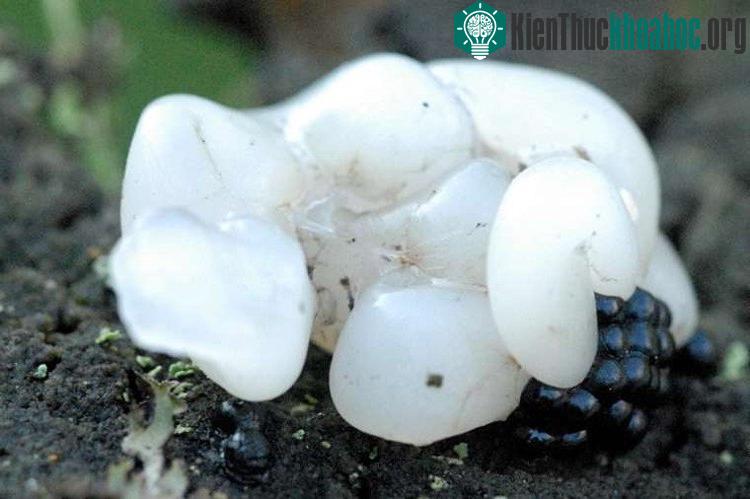Ở một vài vùng nông thôn tại Siberia, chất nhầy này còn được thu gom để làm thuốc.