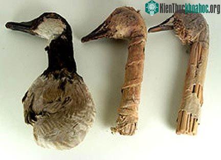 Đầu vịt giả làm mồi bắt vịt trời tìm thấy trong hang Lovelock được trưng bày ở Nhà bảo tàng Smithsonian.