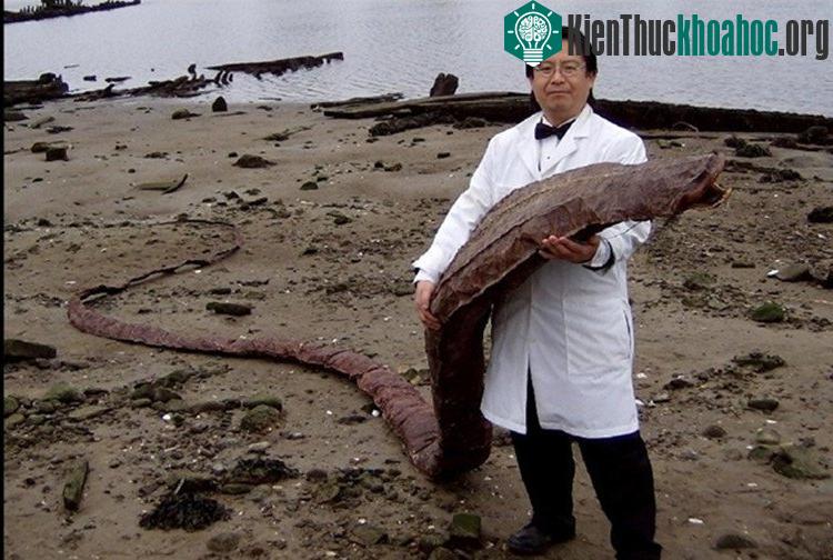Sinh vật này khá là dài.