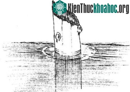 Bức phác họa về thân gỗ Ông già của John Doerr năm 1938.