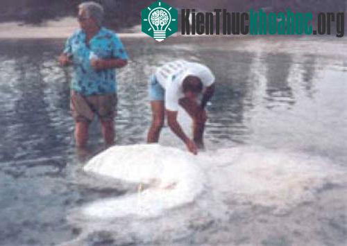 Thủy quái nổi tiếng Bermuda hóa ra là xác một chú cá heo bị bệnh
