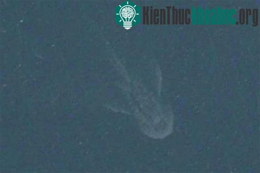 Liệu đây có thực sự là quái vật hồ Loch Ness. (Nguồn: NORTHPIX)