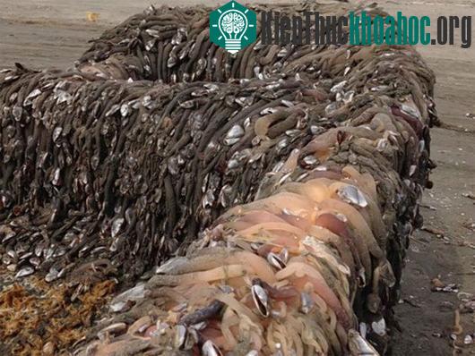Con tàu bí ẩn này dạt vào bờ trong tình trạng rong rêu và các sinh vật biển bám dày đặc. (Nguồn: nydailynews.com)