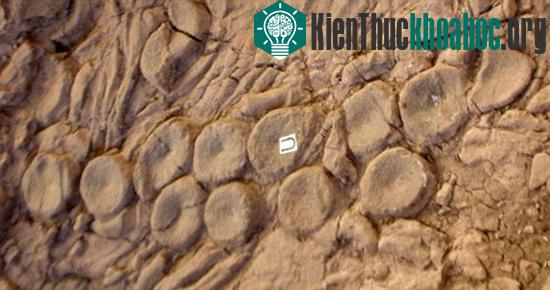 Sự hiện diện của một mô hình xúc tu có thể chứng minh