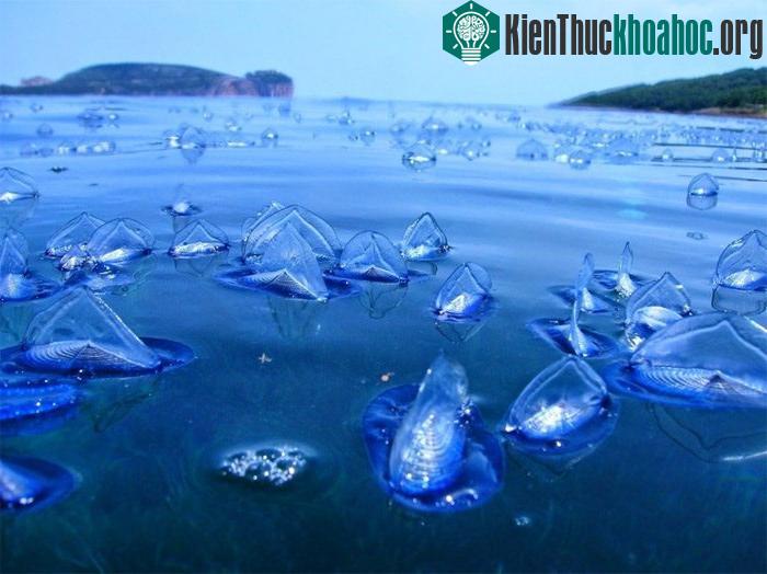 Sinh vật biển