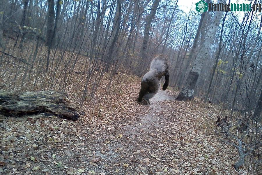 Bigfoot