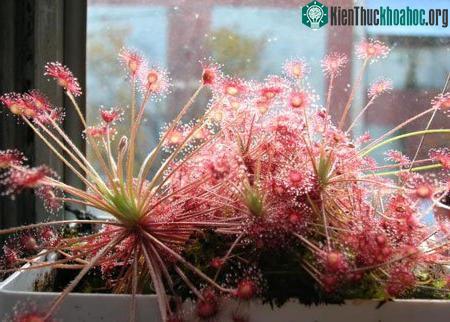 Một cây thuộc chủng họ huyết ngải huyền thoại.