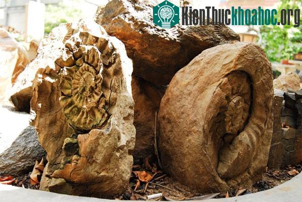 Mẫu ốc hóa thạch được ông Hùng sưu tầm. (Ảnh: Như Quỳnh)