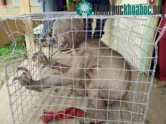 Giải mã sinh vật "ngoài hành tinh" bị dân Malaysia đuổi đánh
