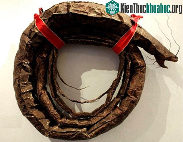 Xác sinh vật bí ẩn được cuộn tròn lại và mang về trưng bày ở bảo tàng địa phương.