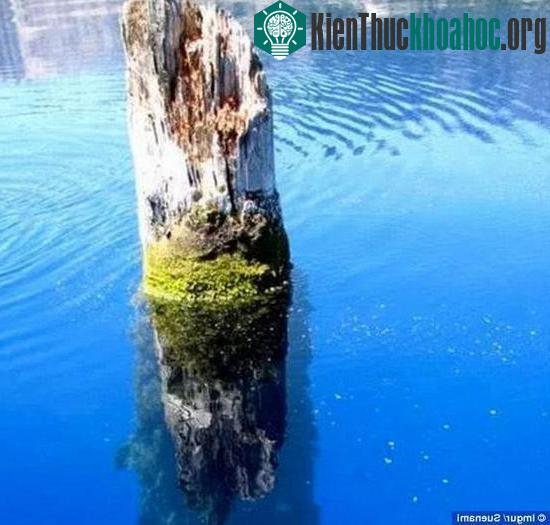 Sau hàng trăm năm ngâm dưới hồ nước, thân cây chỉ mọc rêu chứ không mục rữa.