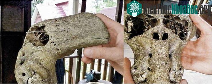 Hại đầu lâu lạ bị nghi của người ngoài hành tinh.
