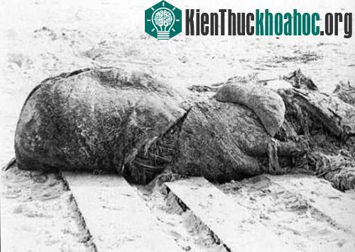 Là một trong những thủy quái nổi tiếng và được phát hiện sớm nhất, sinh vật biển Augustine do một nhóm trẻ con phát hiện